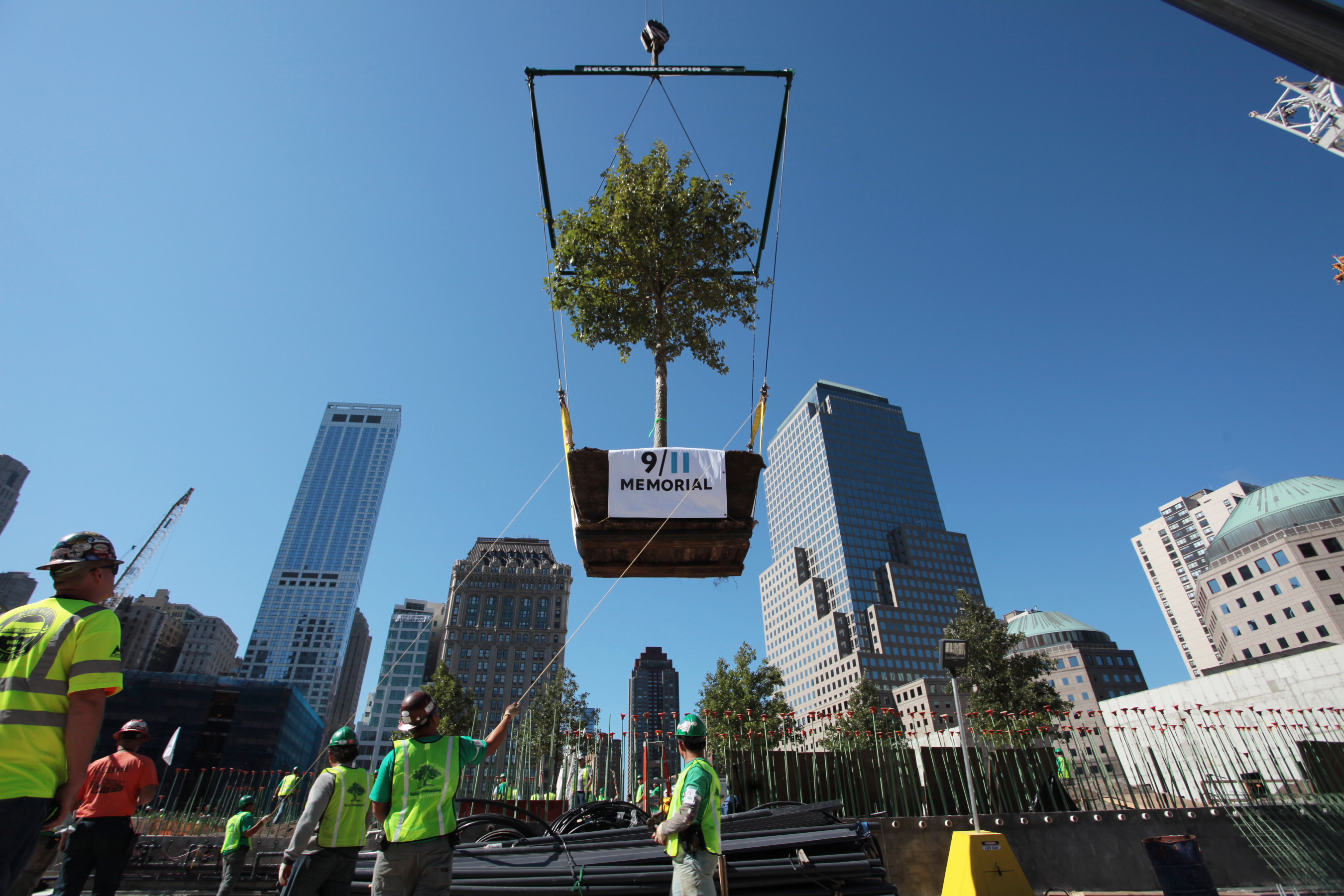 A swamp white oak tree is lowered onto the 9/11 Memorial plaza on a sunny day in August 2010.