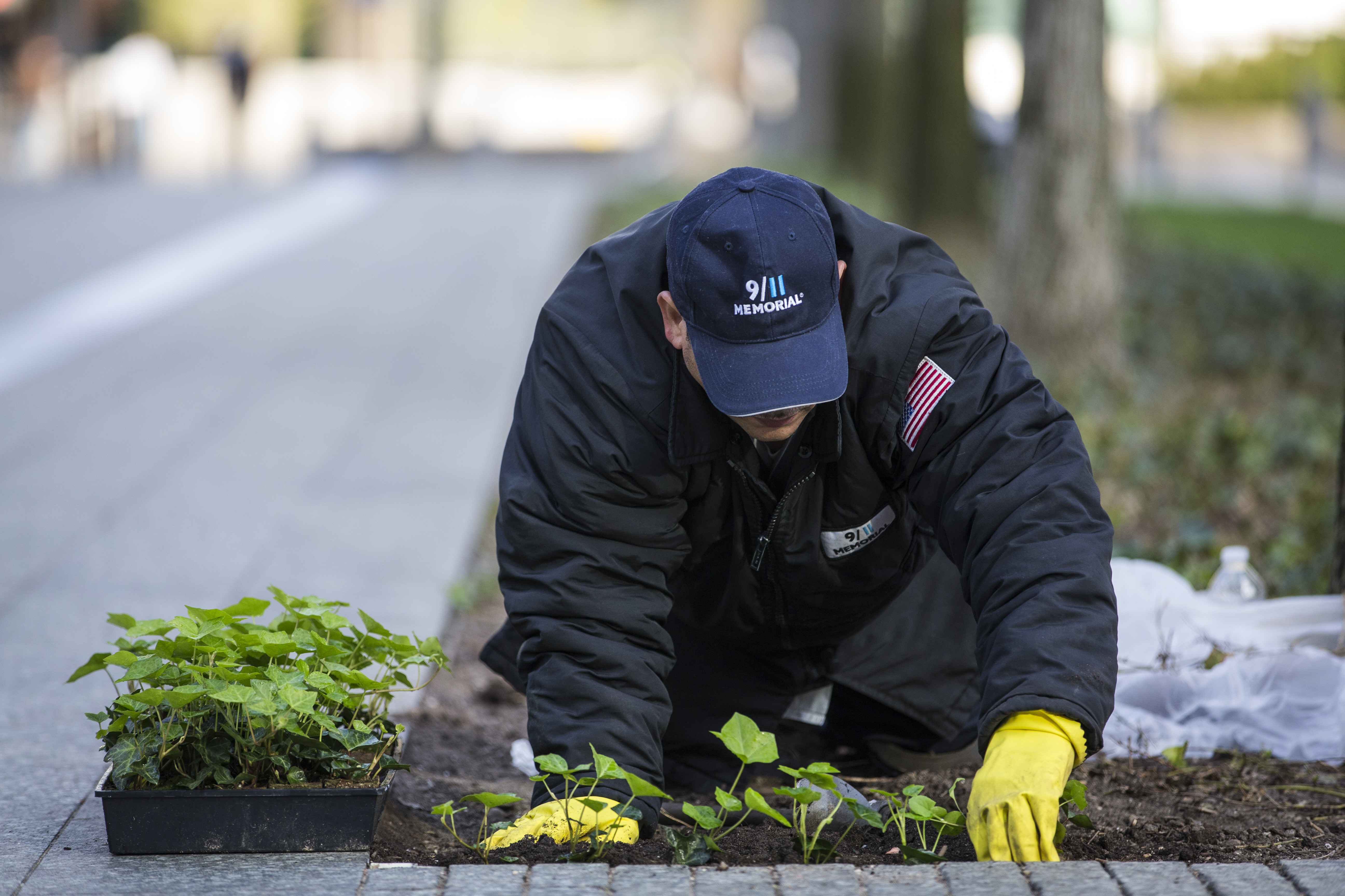 A Memorial plaza porter kneels down as he arranges plants in a plant bed beside a walkway.