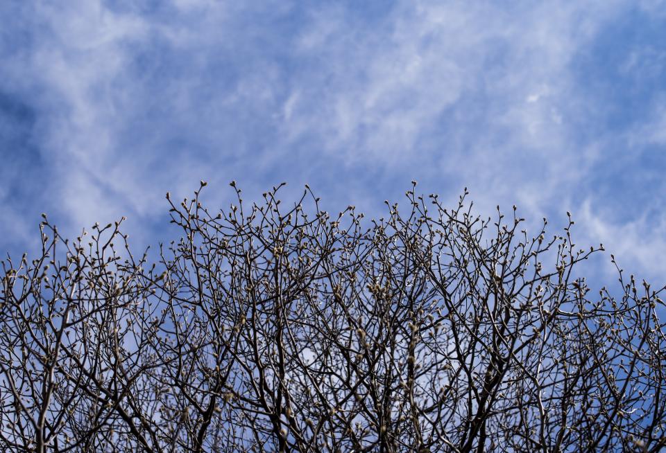 The top branches of the Suravivor Tree begin to bloom on a partly sunny day at the Memorial. A blue sky and some passing clouds are visible in the background.
