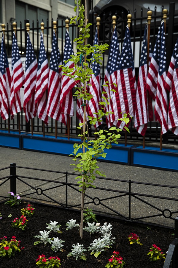 The Survivor Tree seedling planted outside the New York City Fire Museum. Photo by Jin S. Lee, 9/11 Memorial.