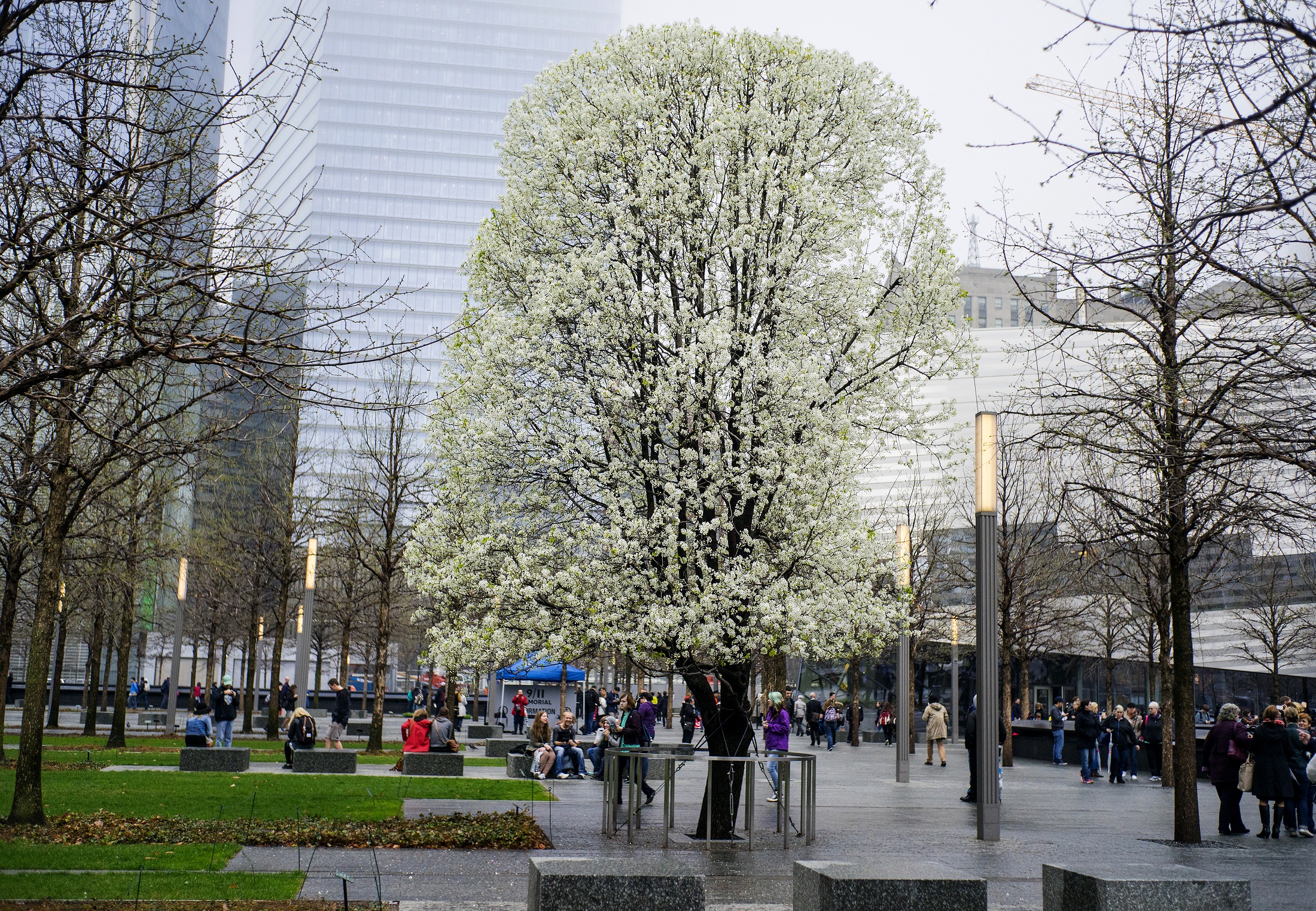 The Survivor Tree Blooms at Ground Zero