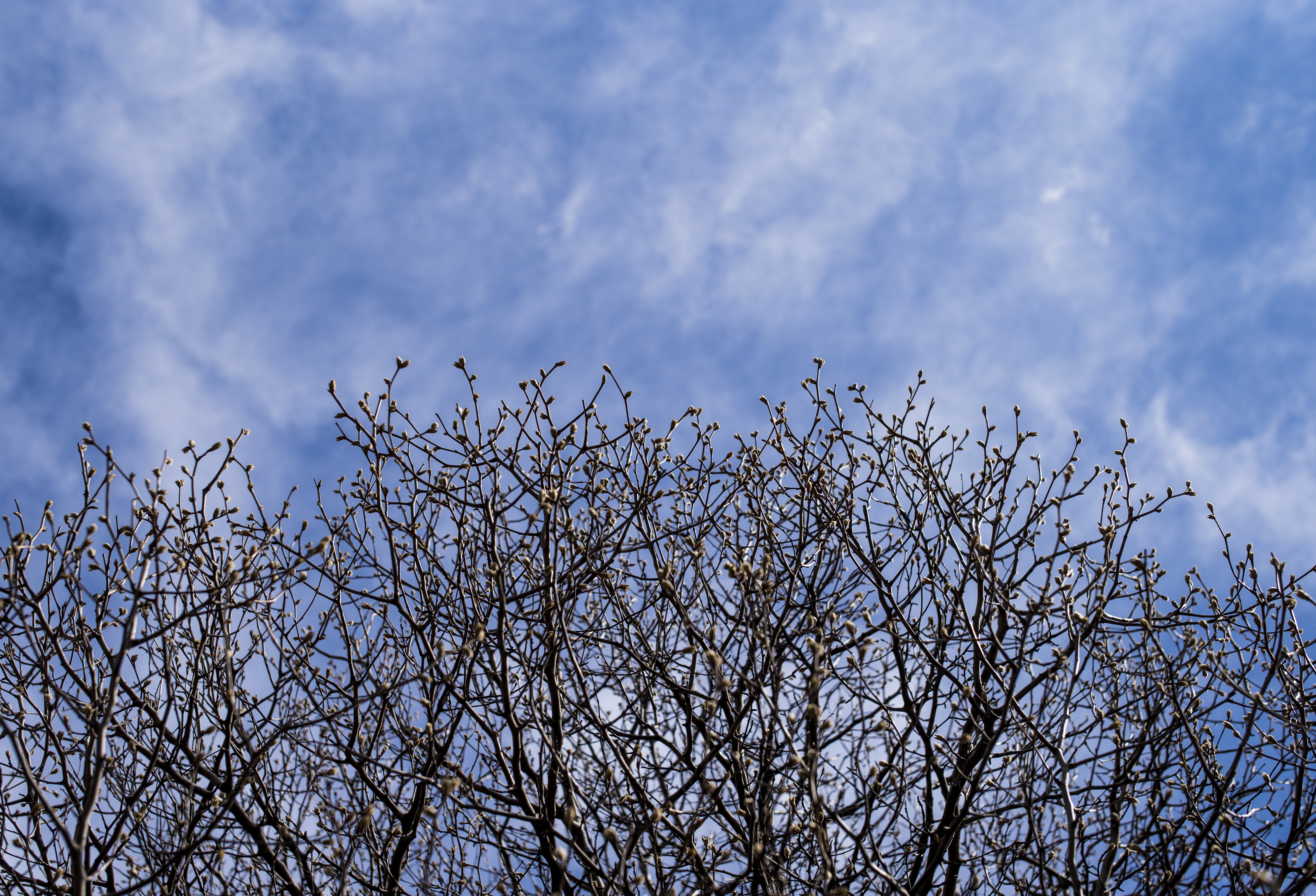 The top branches of the Survivor Tree begin to bloom on a partly sunny day at the Memorial. A blue sky and some passing clouds are visible in the background.