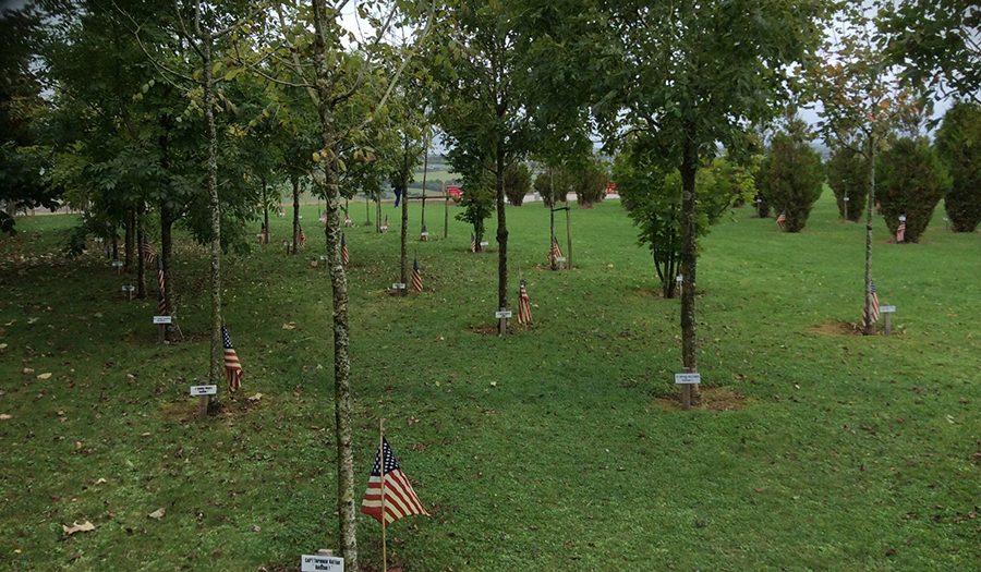 The Kinsale 9/11 Garden of Remembrance is seen in the countryside of Ireland. The garden includes a grove of trees, each with a plaque and a small American flag at its base.