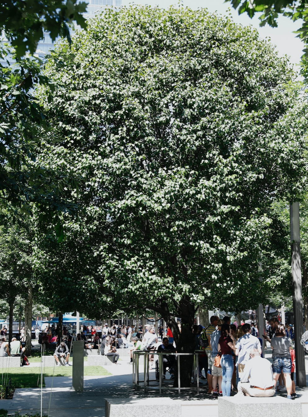 The 'Survivor Tree' is the only living thing to come out of the 9/11 rubble