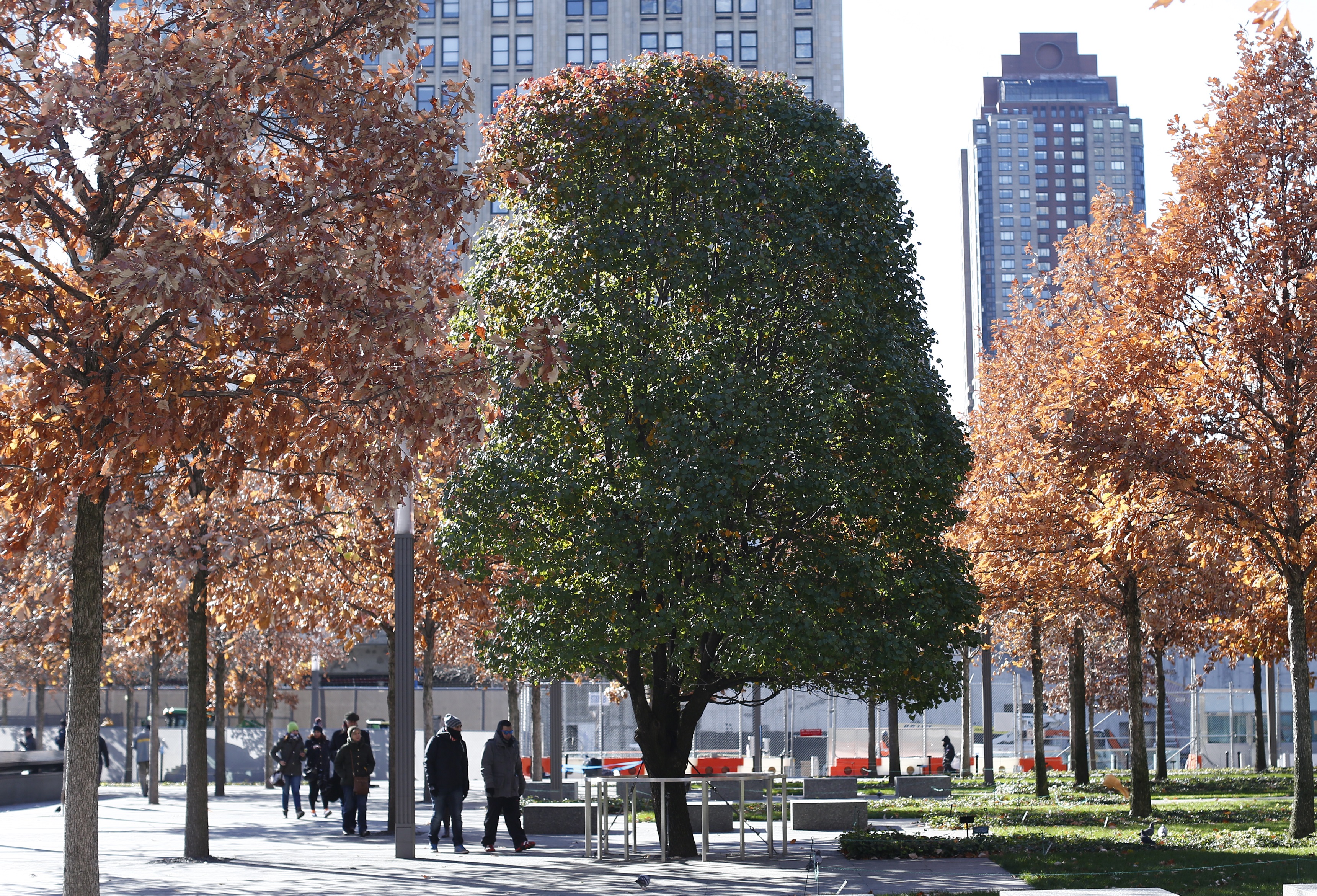 The green leaves of the Survivor Tree contrast against the orange leaves of surrounding swamp white oaks as several visitors walk by on Memorial plaza.