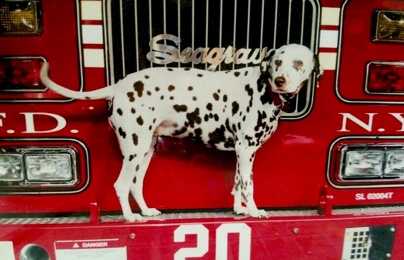 An FDNY dalmatian named Twenty poses while standing on the front of the Ladder 20 firetruck.