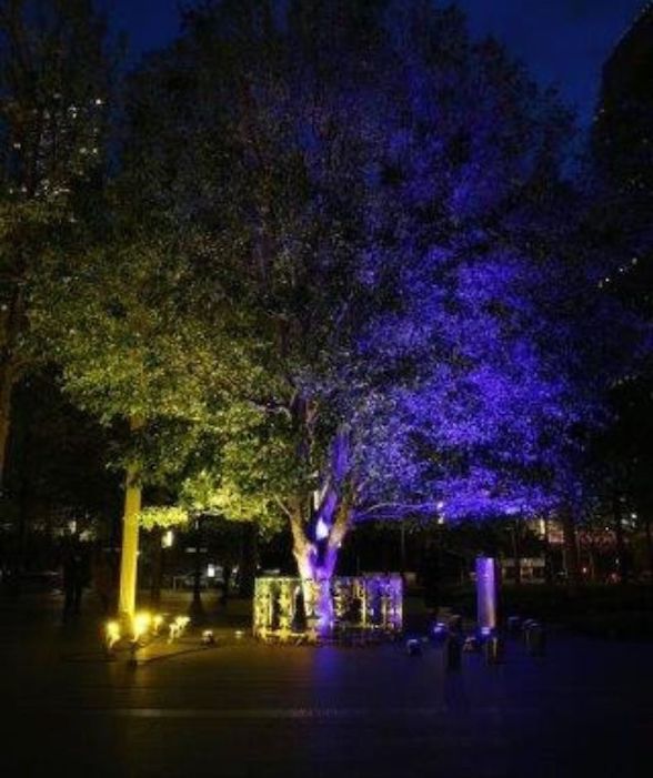 Survivor Tree illuminated in blue and yellow for Ukraine