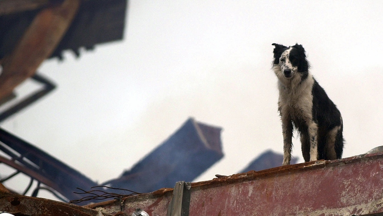 A black-and-white shepherd dog stands on a red, rusted steel support beam at Ground Zero beneath an overcast sky.