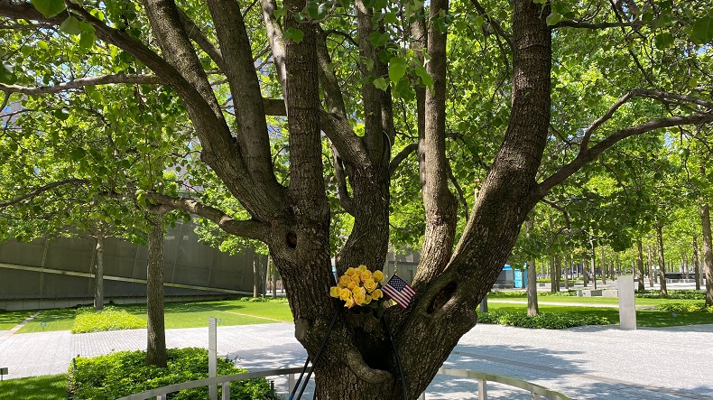 A bouquet of yellow roses and an American flag rest on the branches of the Survivor Tree.