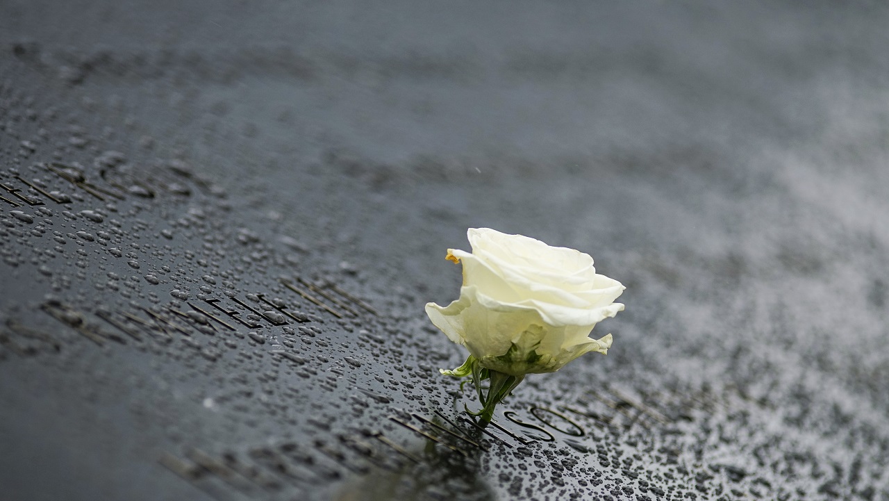 A white rose on a rainy Memorial parapet.