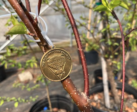 Branches of a tree, and some leaves, with a medallion that reads, "Survivor Tree"