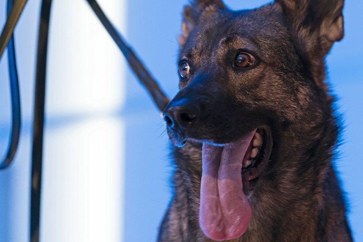 A close-up of a shepherd dog's panting face.