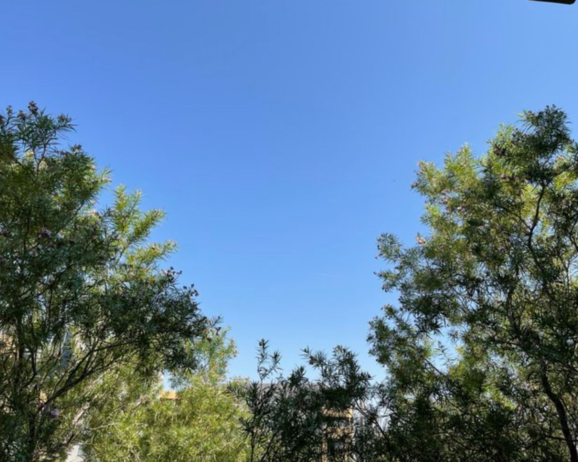 Blue sky over foliage