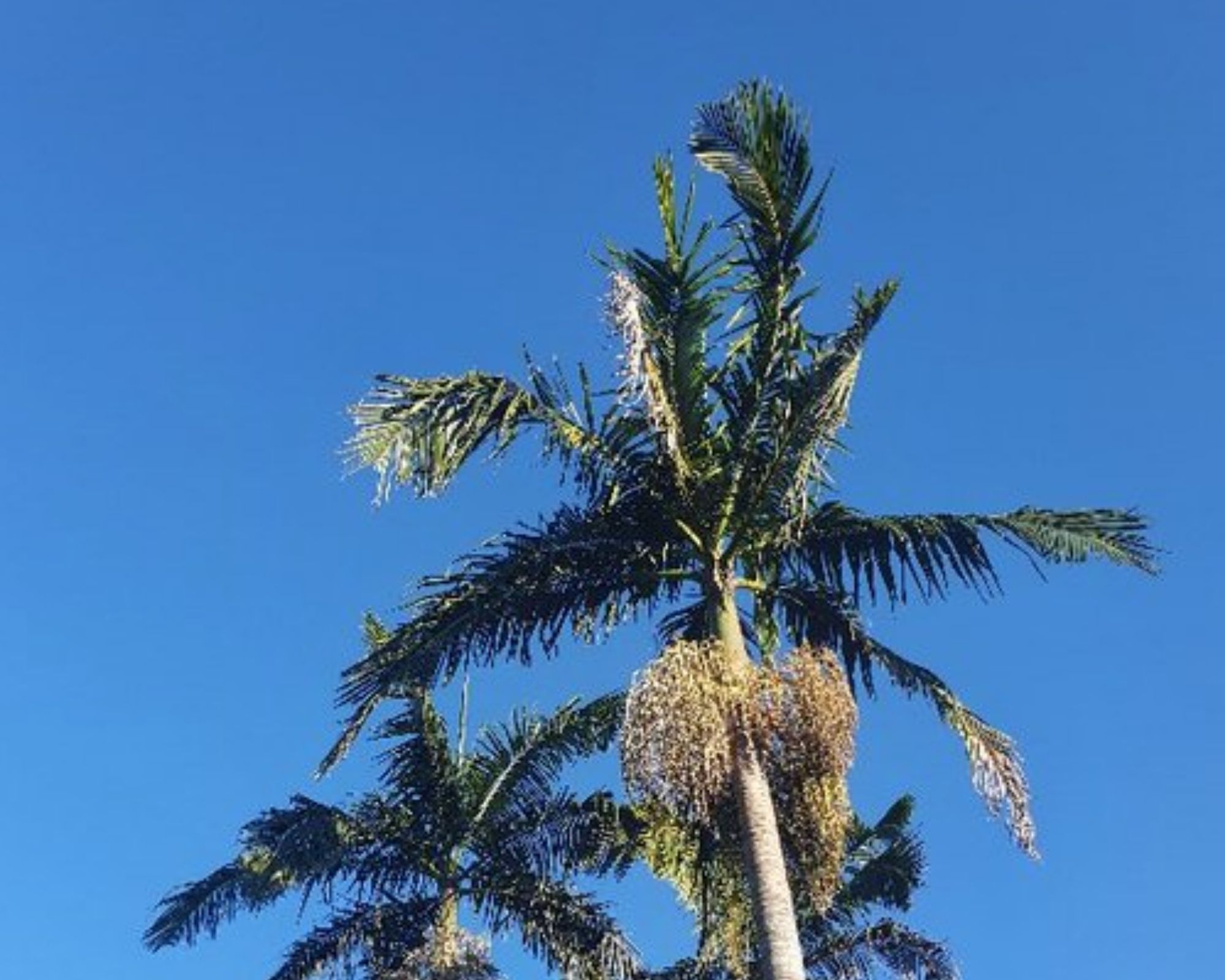 Palm trees against bright blue sky