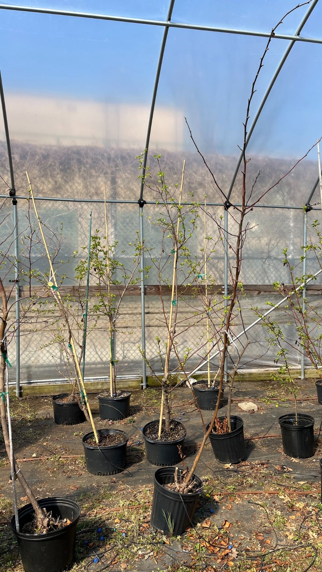 Young trees in black plant holders against a bright blue sky