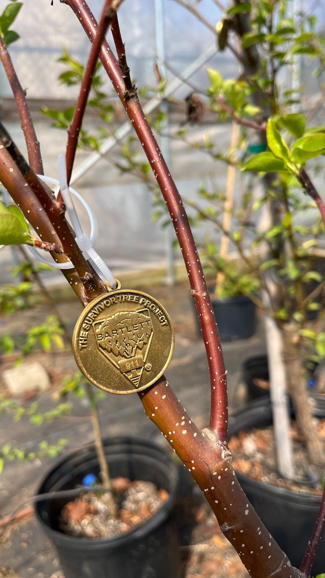 Branches of a tree, and some leaves, with a medallion that reads, "Survivor Tree"