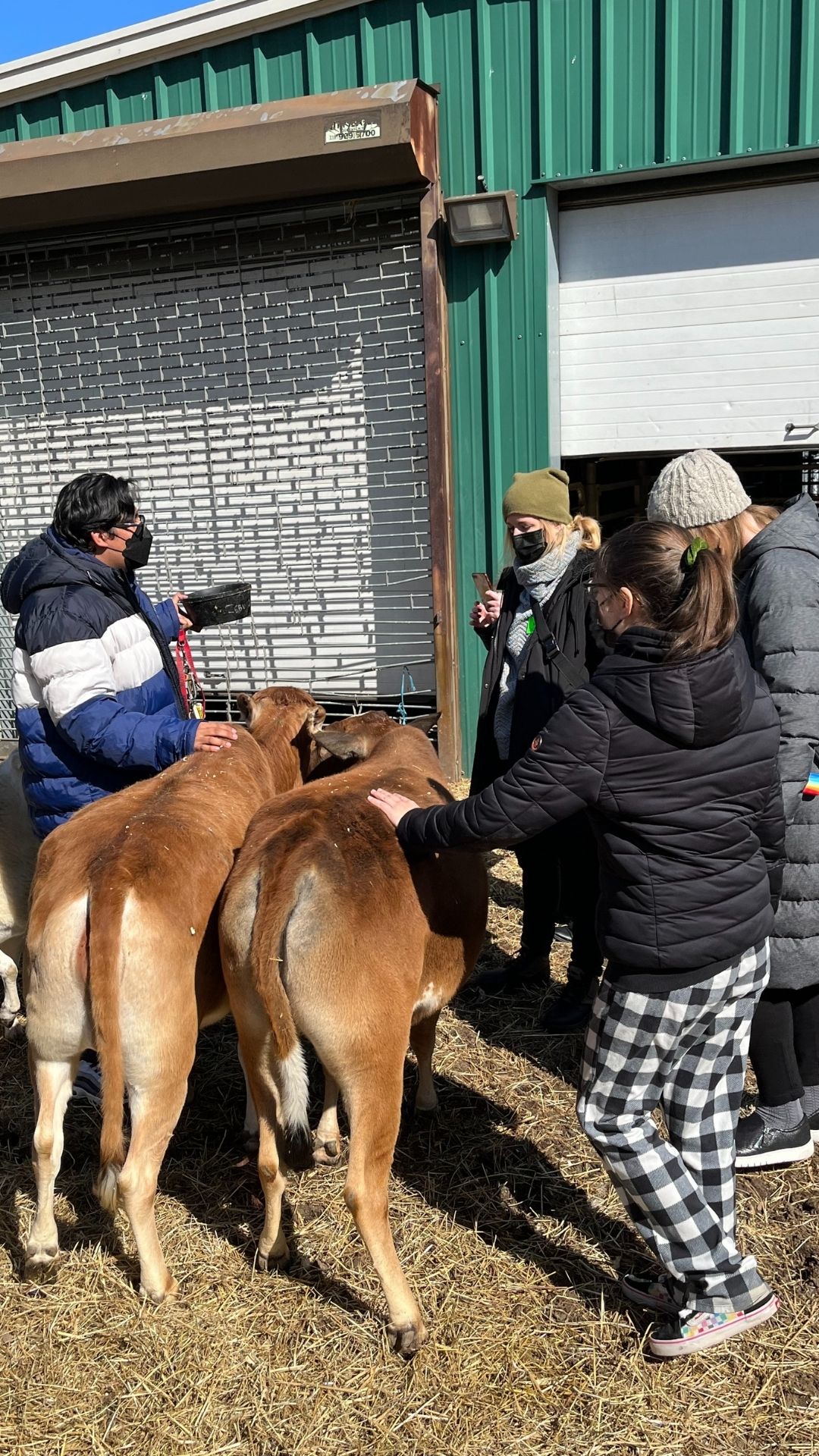 Students and adults pet two brown horses, whose backs are visible