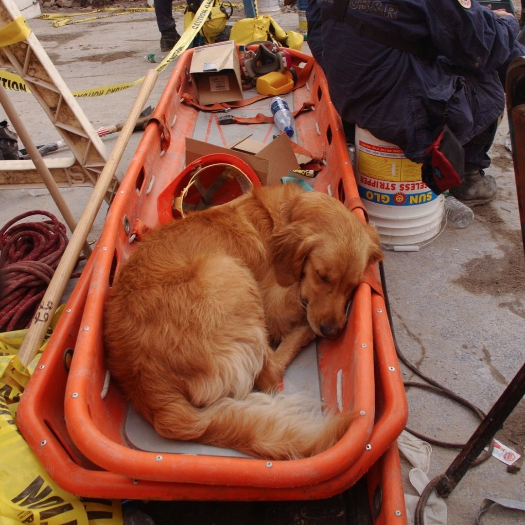 A rust-colored dog sleeps, curled up, at the rescue site