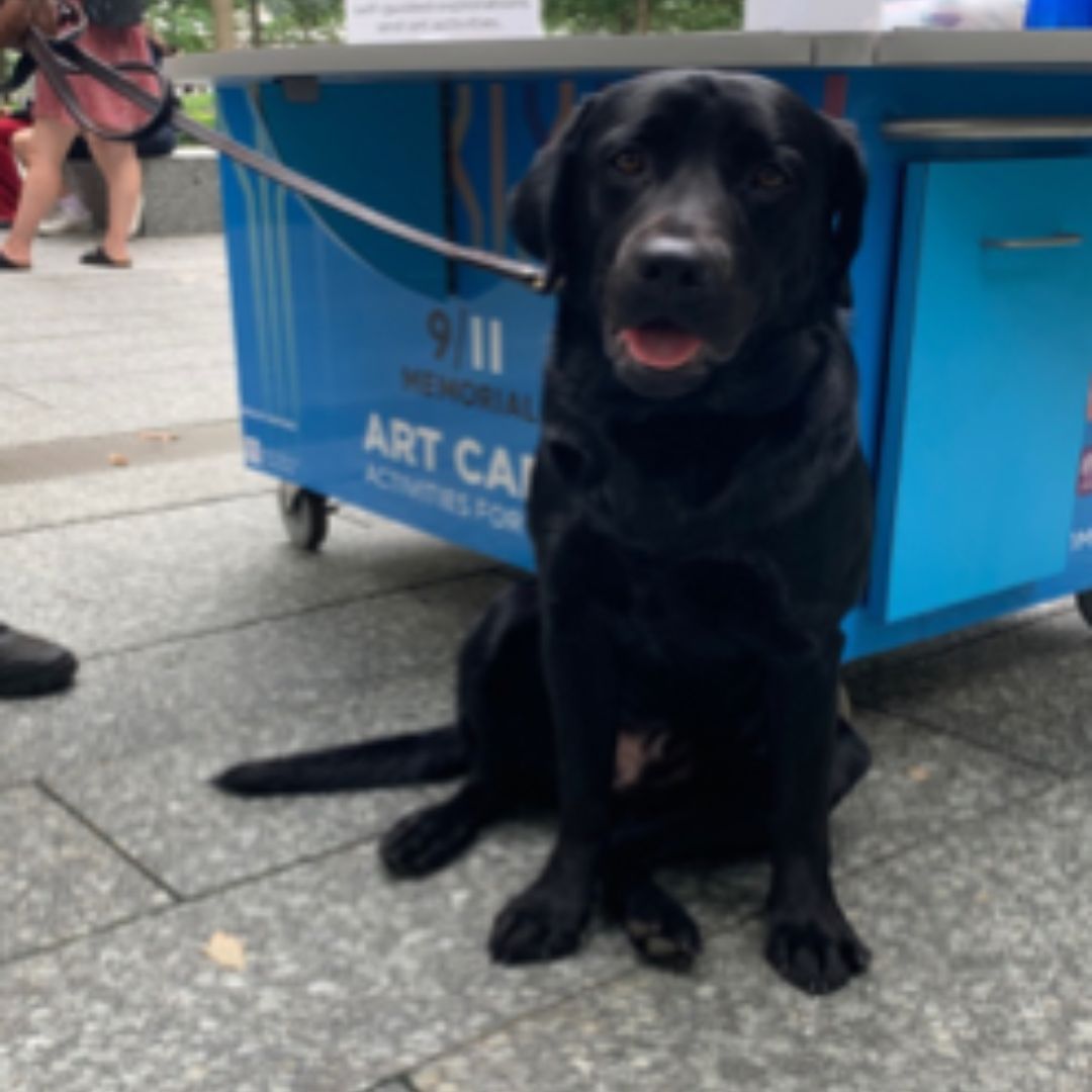 A black dog sits in front of a blue cart