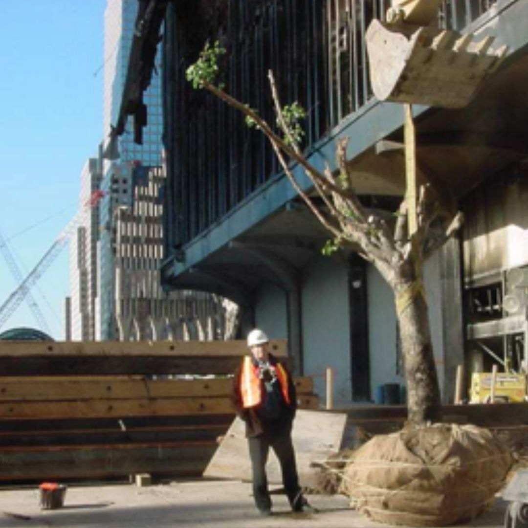 A worker stands next to the recovered Callery Pear tree, near the ruined facade of 5 World Trade Center on the right