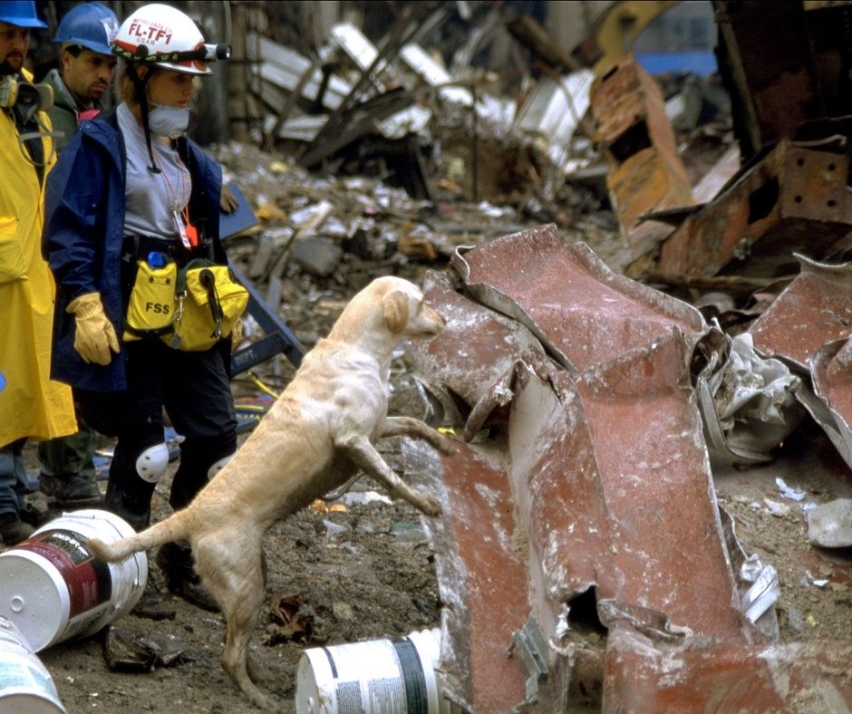 A beige-colored dog stands with its paws on a piece of red metal wreckage 