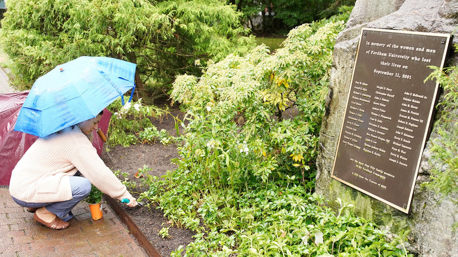 Under a blue umbrella, a volunteer plants greenery near a boulder displaying a black and brass memorial plaque.