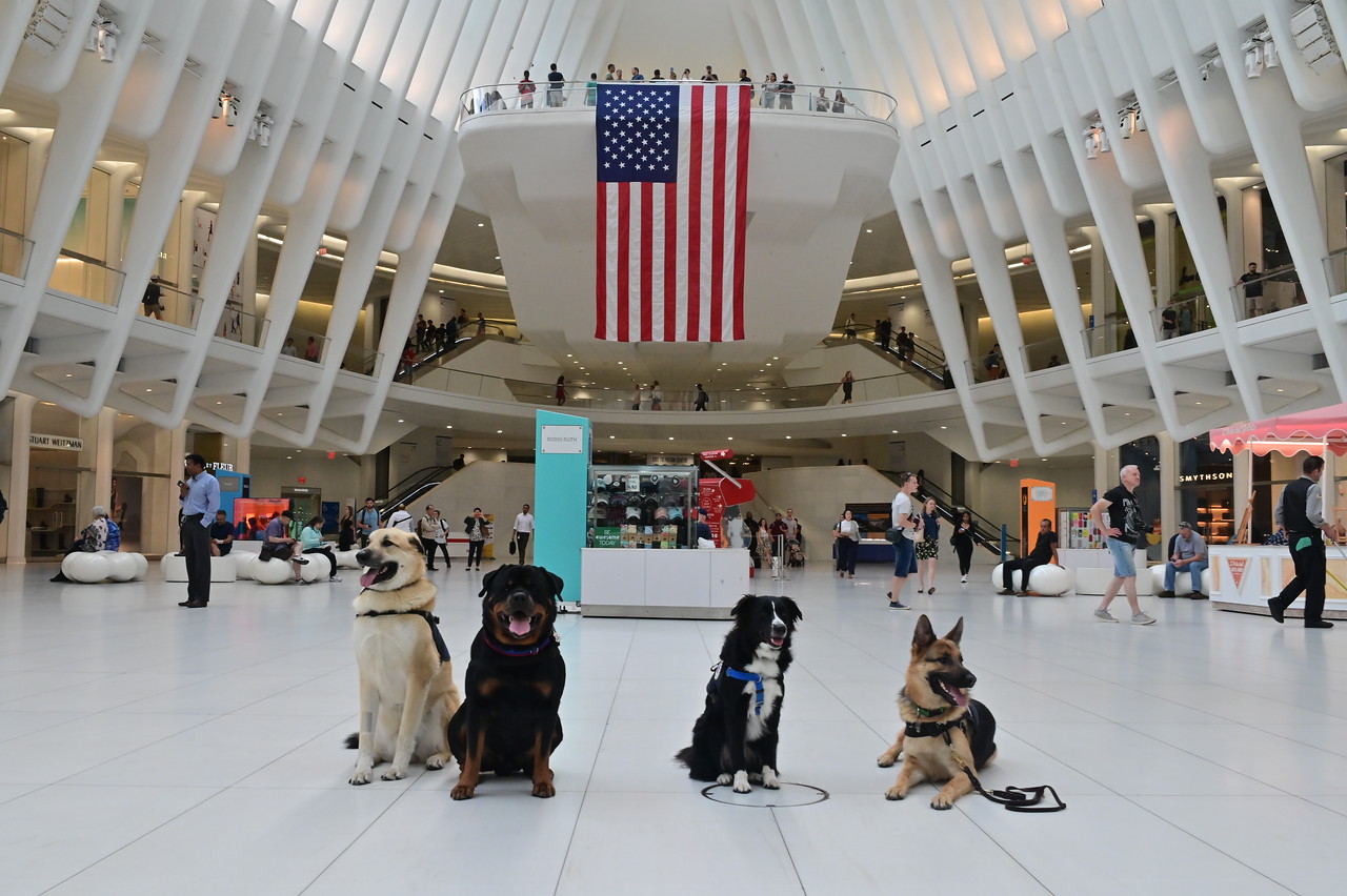 Four dogs at the Oculus in front of an American flag