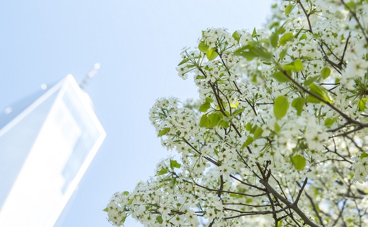 A view looking up toward a sunny sky shows One World Trade Center towering over the branches of blooming Callery pear tree with white flowers.