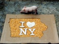 Iowa farm "I love NY" with corn and piglet