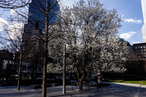 The Survivor Tree stands on the Memorial during springtime with white buds.