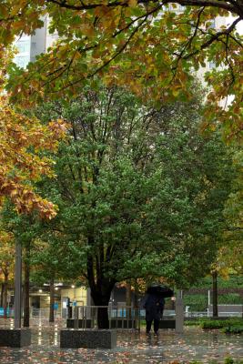 the Survivor Tree green in summer