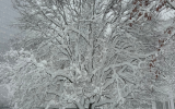 the Survivor Tree blanketed in snow during a blizzard in February 2026