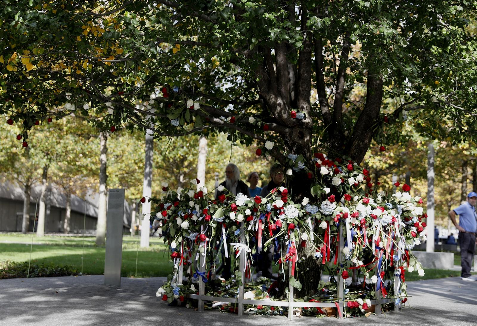 Callery pear Survivor tree at the National September 11 Memorial & Museum.