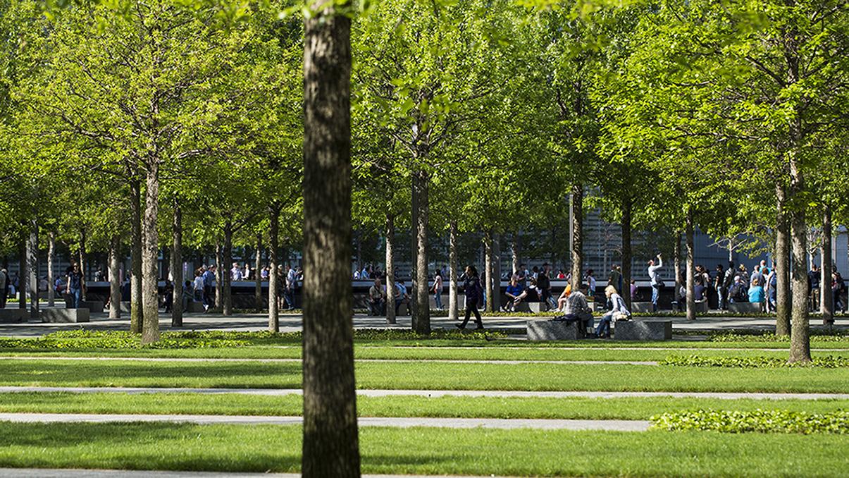 Rows of green grass, ivy beds, and granite pathways continue parallel to one another across the Memorial Plaza. Nothing is in the foreground except for the trunk of a single oak tree. In the distance, people walk and sit under the Plaza’s many trees.