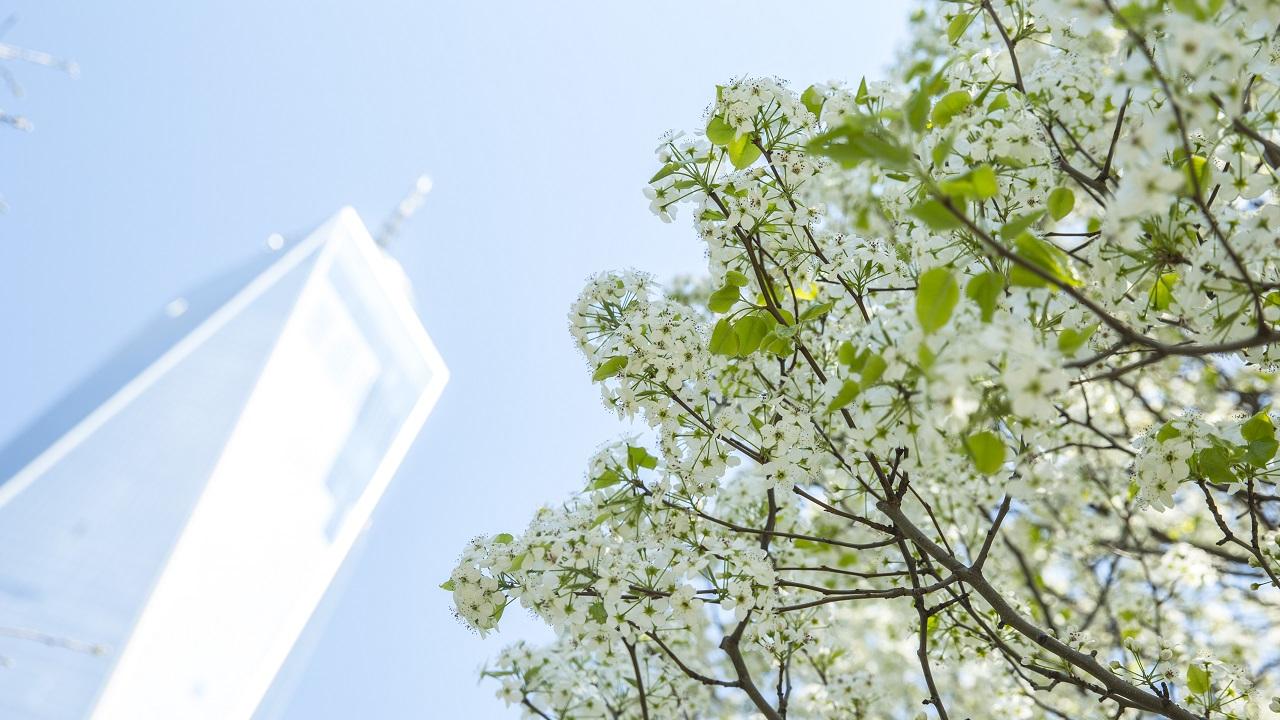 The Survivor Tree, in full summer bloom, is show from below as the top floors of One World Trade Center stretch into the soft blue sky.