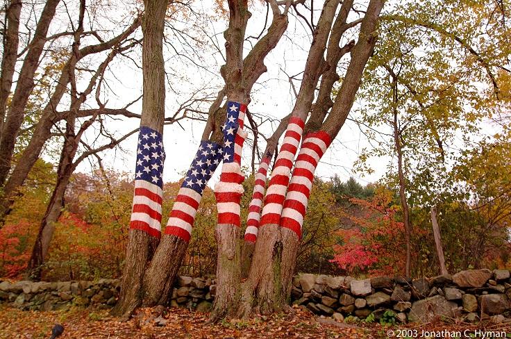 An American flag has been painted on a pair of maple trees in Newtown, Connecticut.