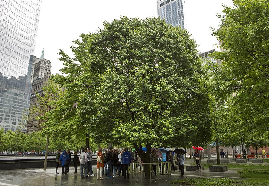 People stand underneath the bright green Survivor Tree on a rainy day at the 9/11 Memorial.