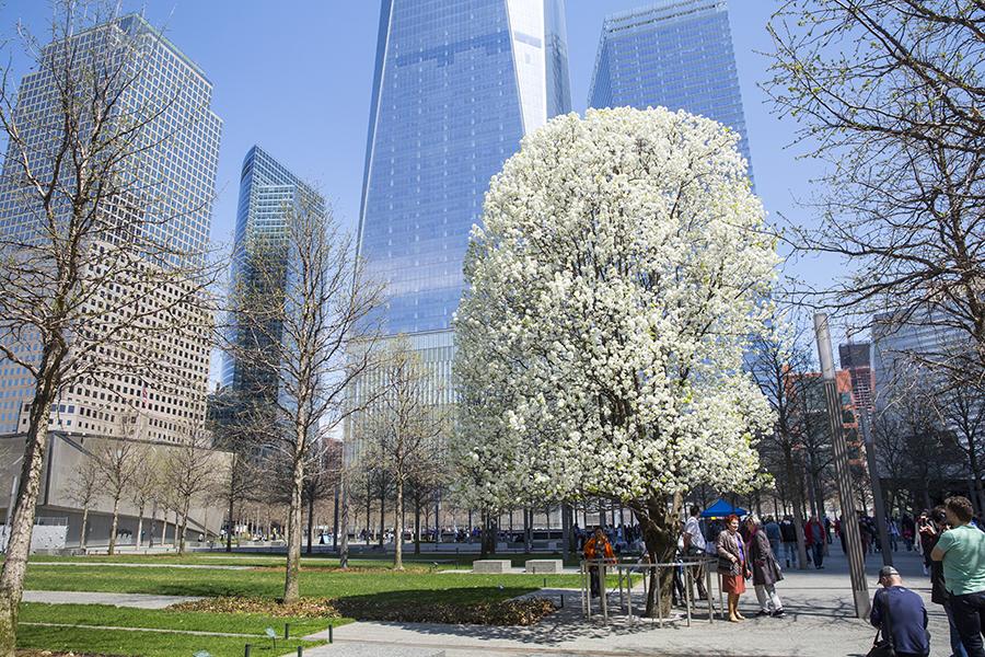 White flowers bloom on the Survivor Tree during a sunny spring day. A number of people stand around the tree on Memorial plaza, some of them taking photographs of it.