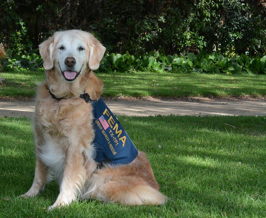 Fire Dept. Bids Farewell to Last Known 9/11 Search Dog | National ...