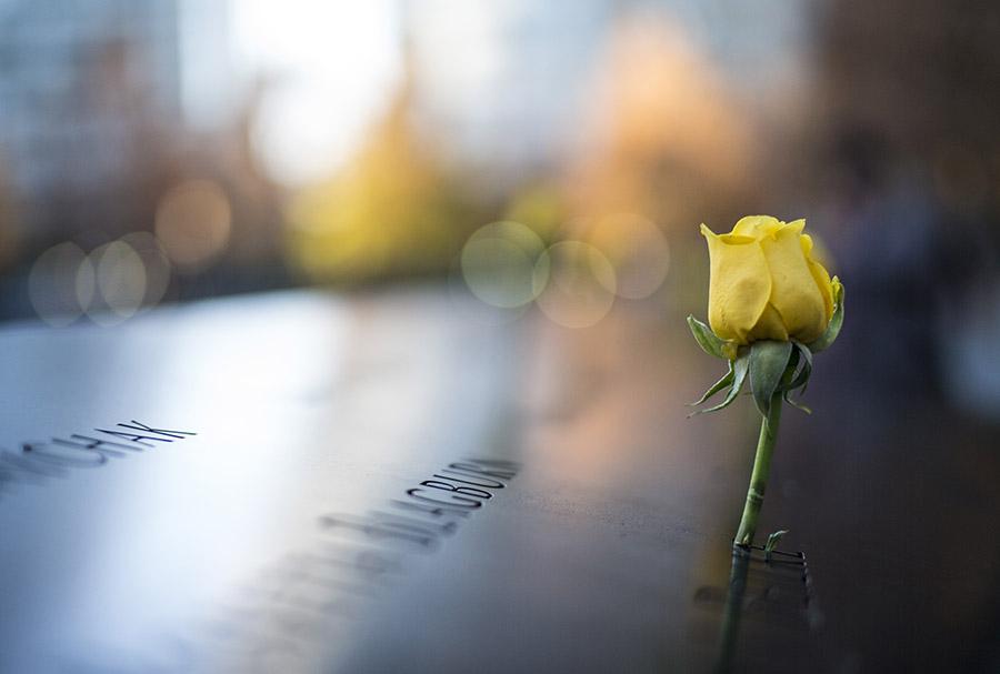 A yellow rose stands at a name on a bronze parapet at the Memorial. The image is focused on the rose, with the background blurred.