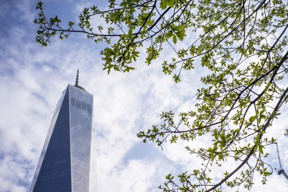 One World Trade Center towers over the Memorial plaza on a partly cloudy day. The branches from a swamp white oak are in the foreground.