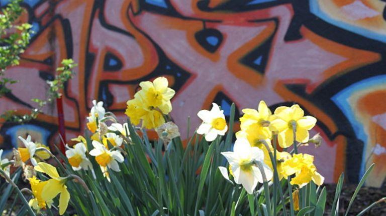 Yellow and white daffodils bloom in front of orange, blue, and pink graffiti art.