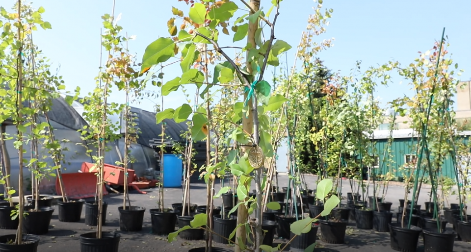 Dozens of Survivor Tree seedlings stand in plant stands at a garden area on a sunny day.