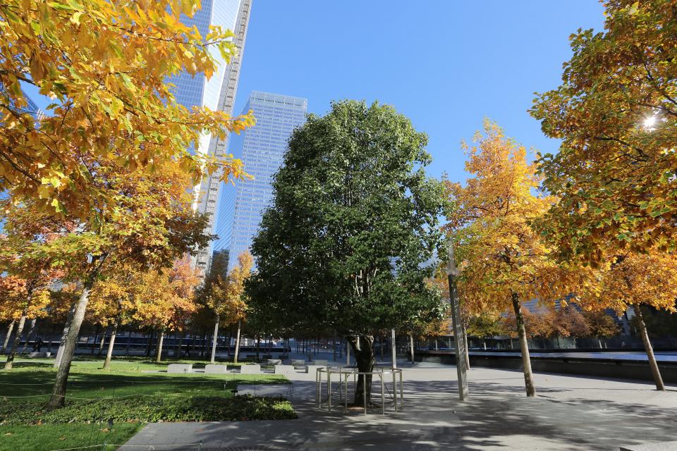 The Survivor Tree’s dark green leaves stand in contrast to the orange and yellow leaves of the swamp white oaks that surround it on Memorial plaza.