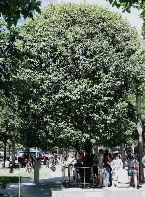 A group of people stand under the green leaves of the Survivor Tree on a sunny day.