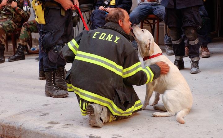 A yellow Labrador retriever licks the face of a man kneeling who wears an FDNY jacket and work boots.