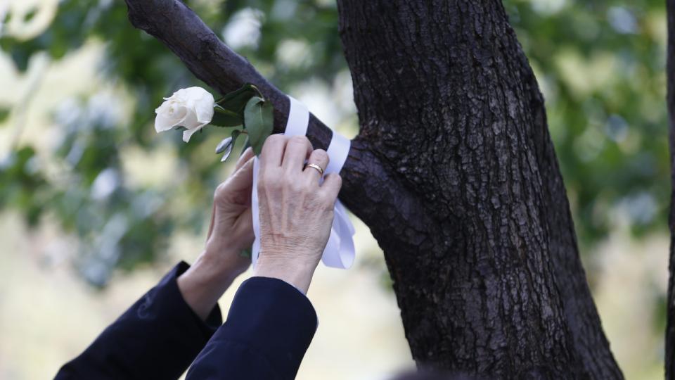 This close-up image of the Survivor Tree shows a pair of hands tying a single white rose to a branch of the tree.     