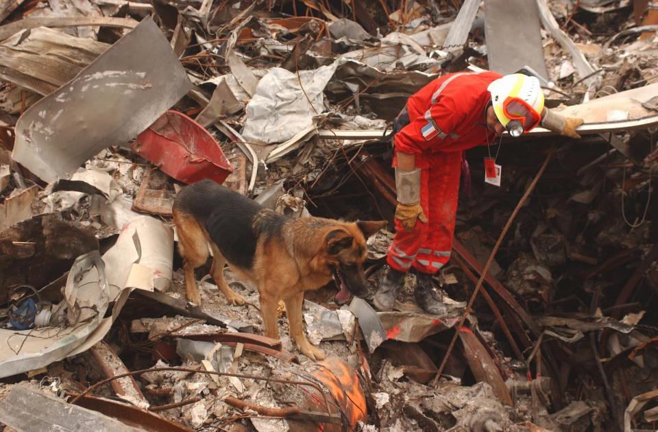 A German Shepherd stands on a pile of debris next to a rescue and recovery worker in an orange uniform